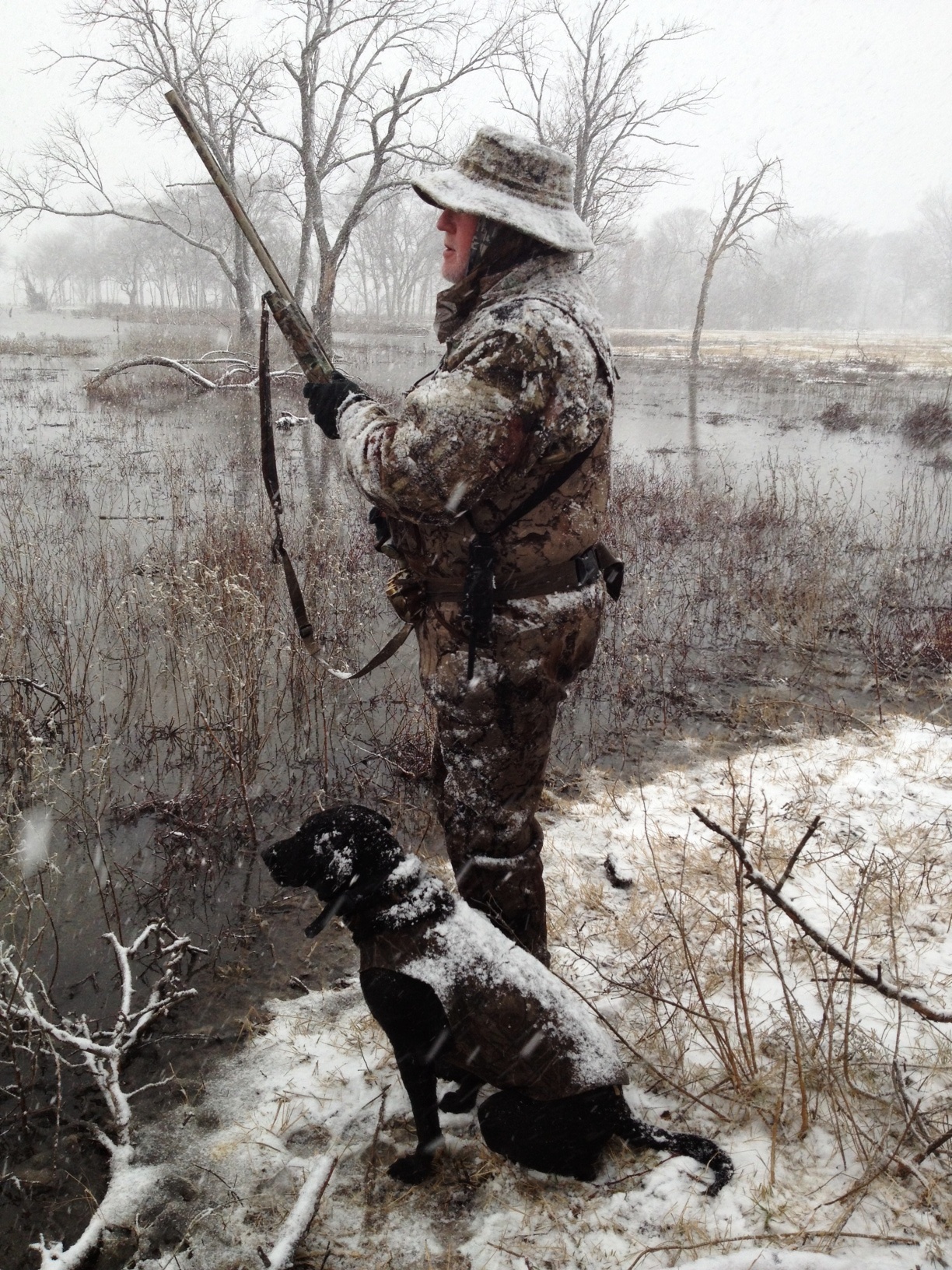 MOONLIGHTER LABRADORS Labrador Retriever Picture