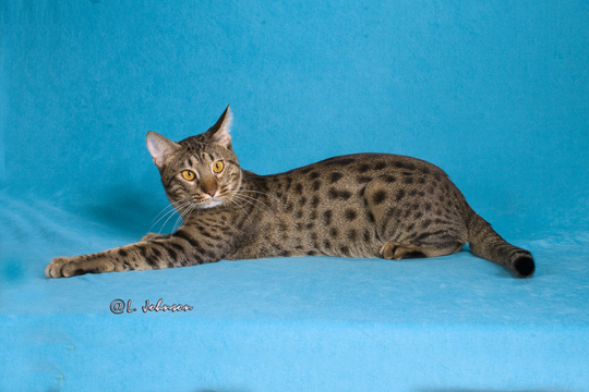 DreamSong Ocicat Picture