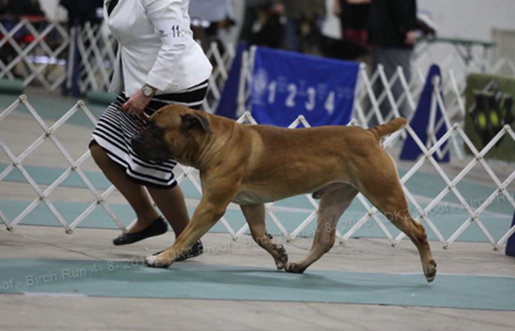 Boerboel Picture