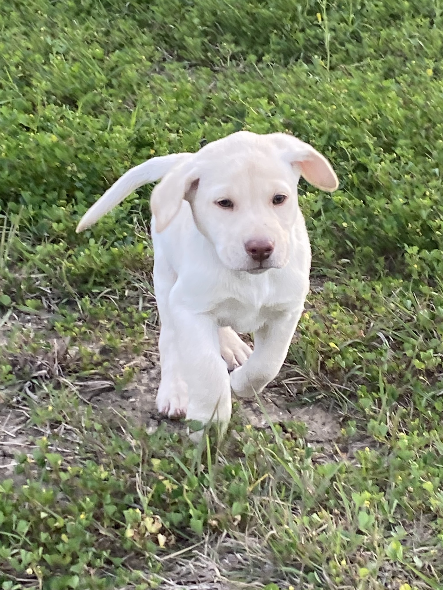 Martin Labradors of Houston Labrador Retriever Picture