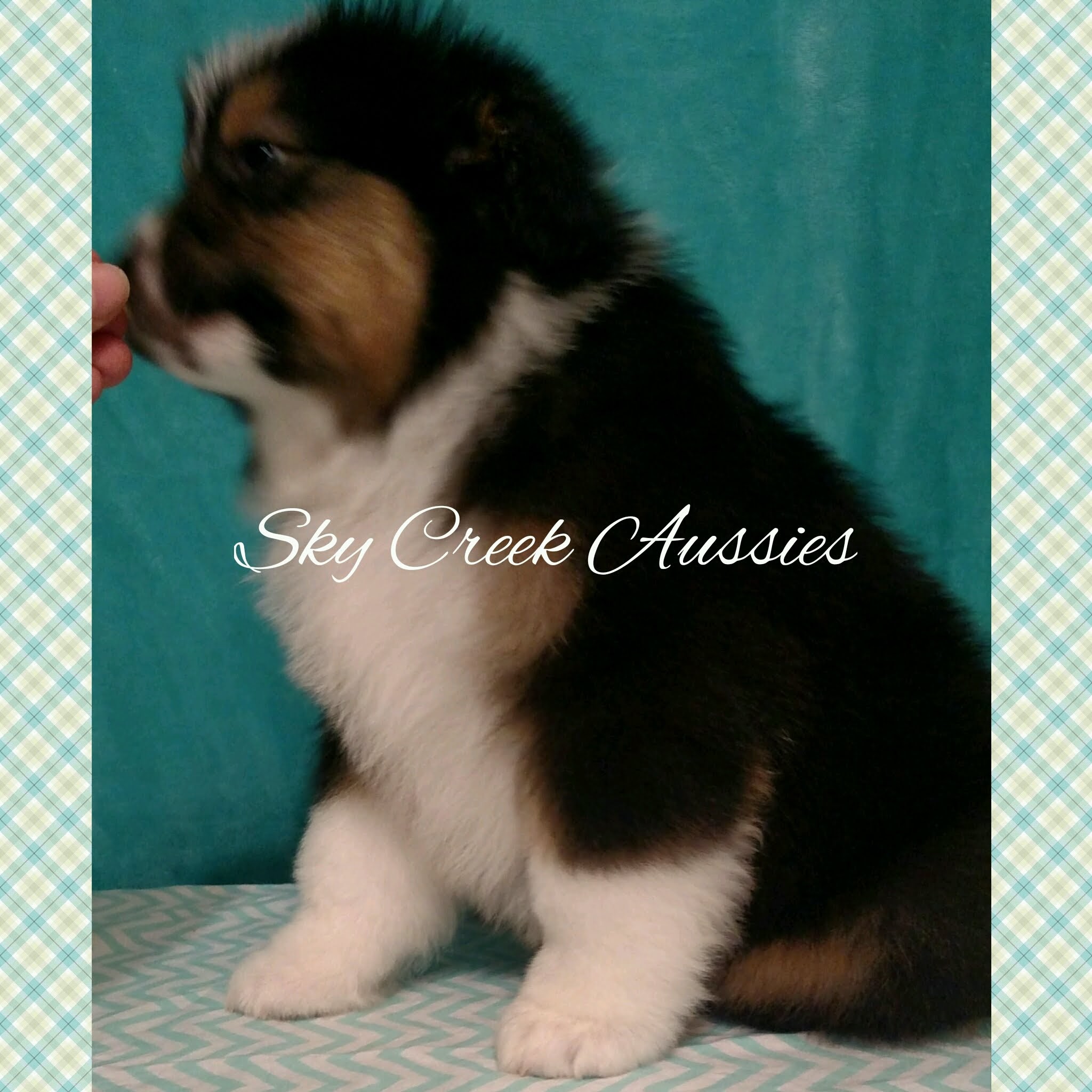 Sky Creek Aussies Australian Shepherd Picture