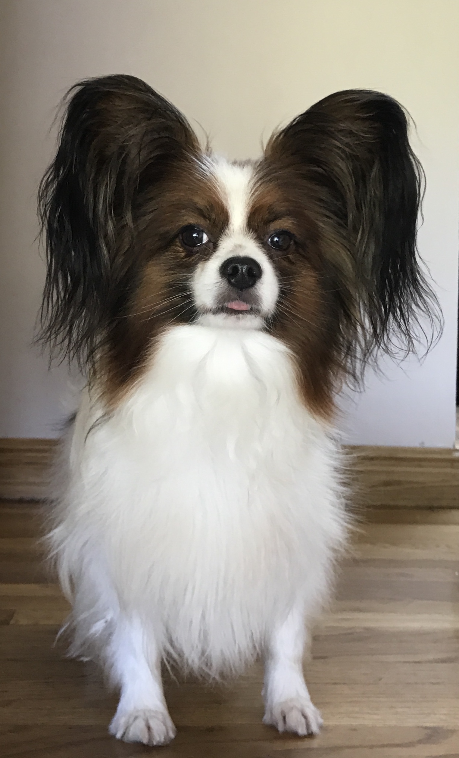 Papillon Picture