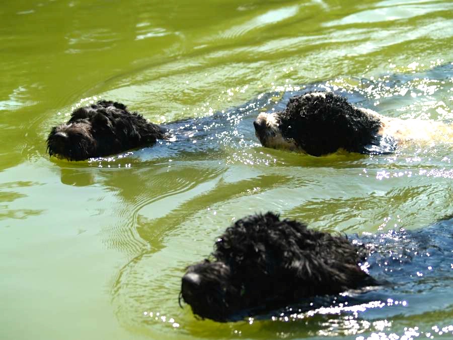Portuguese Water Dog Picture