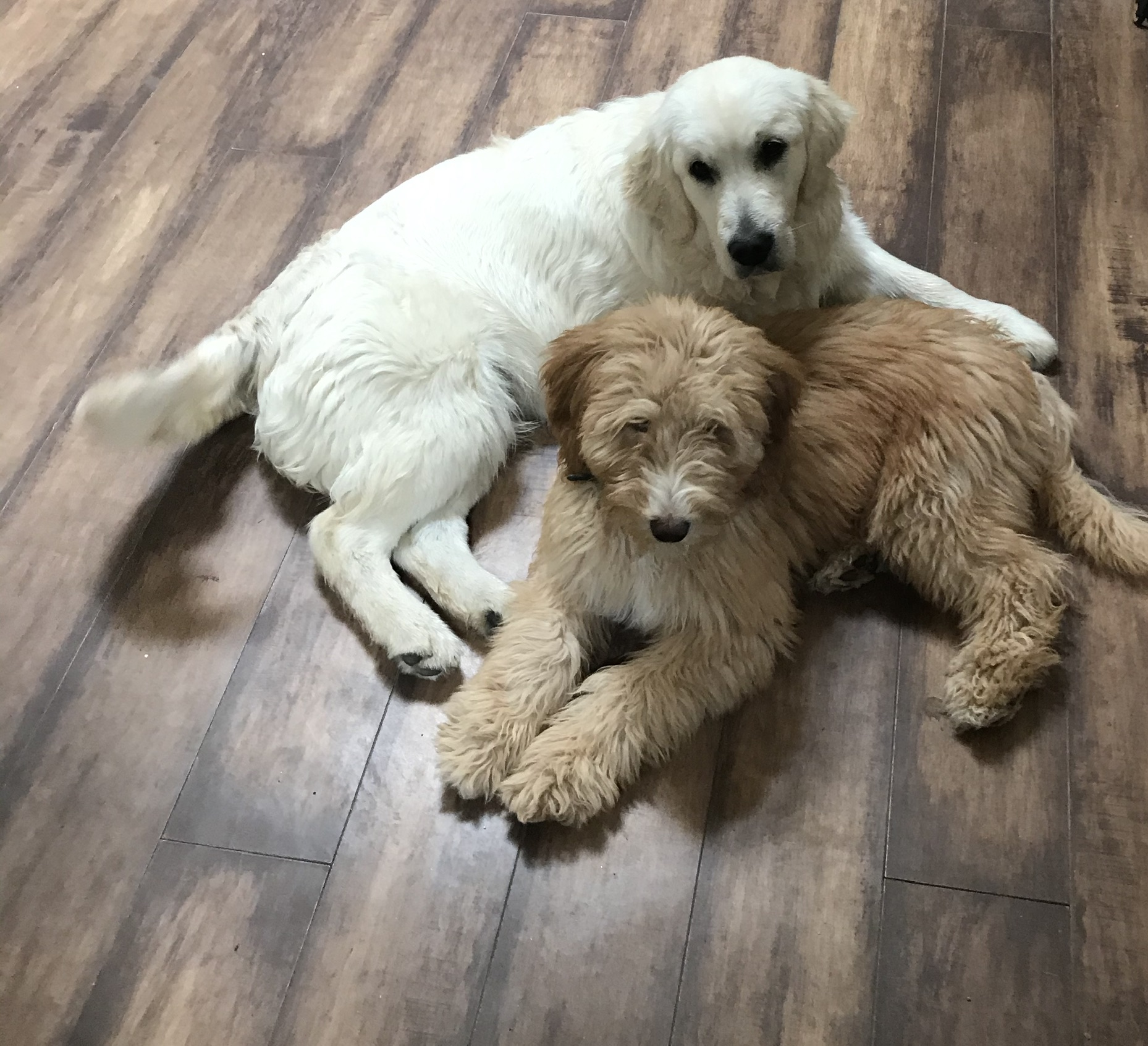 Goldendoodle Picture