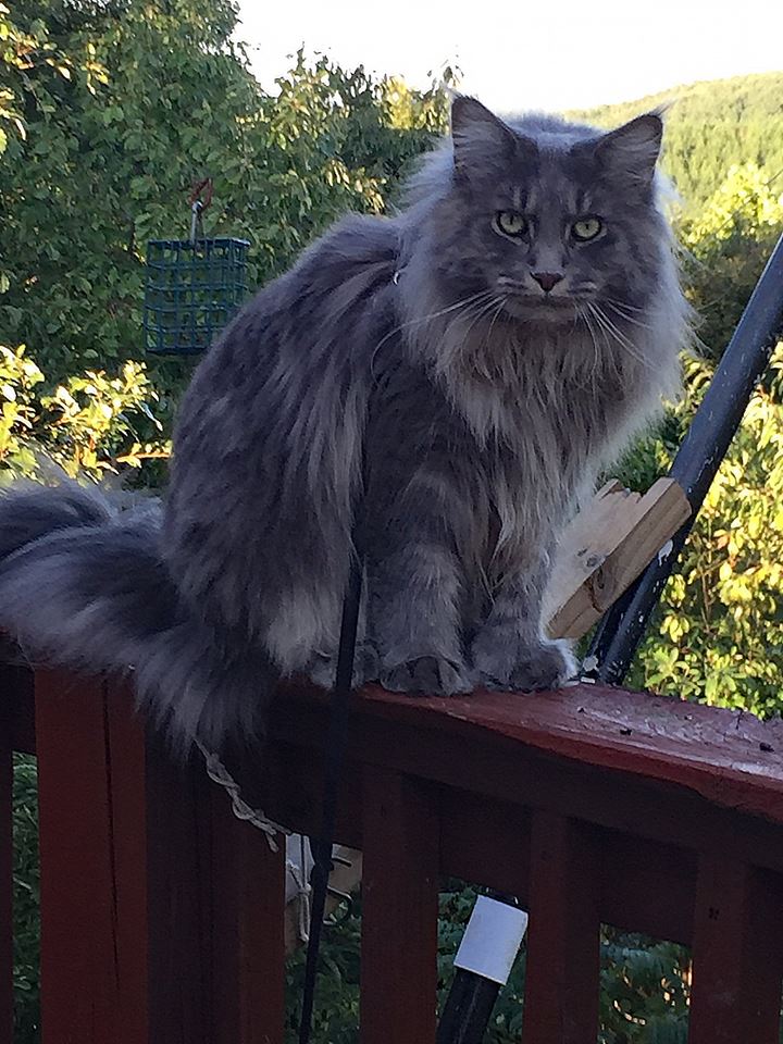 Whispurridge Cattery Maine Coon Picture