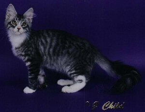 Maine Coon Picture