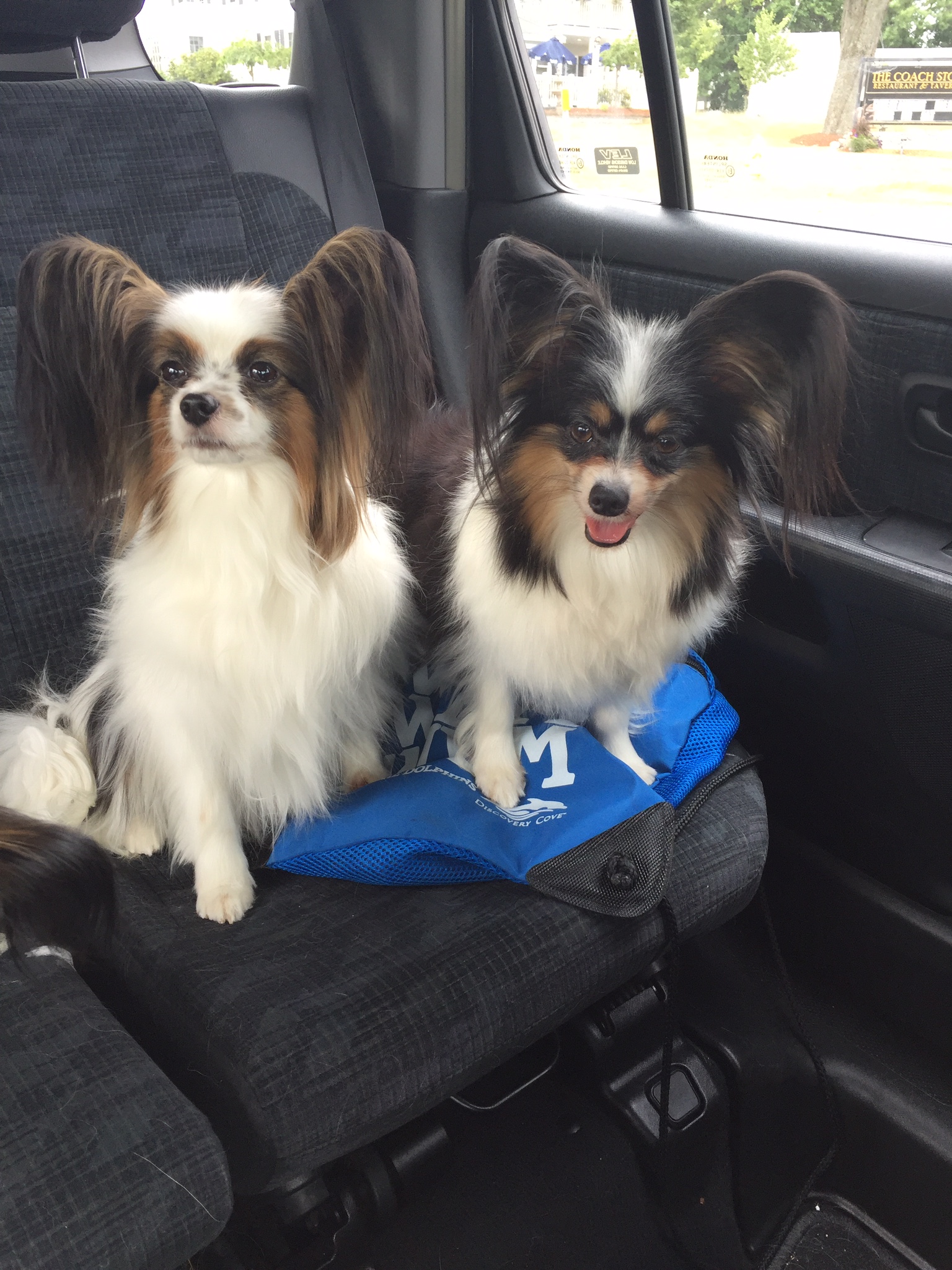 A Breed Apart Papillon Picture