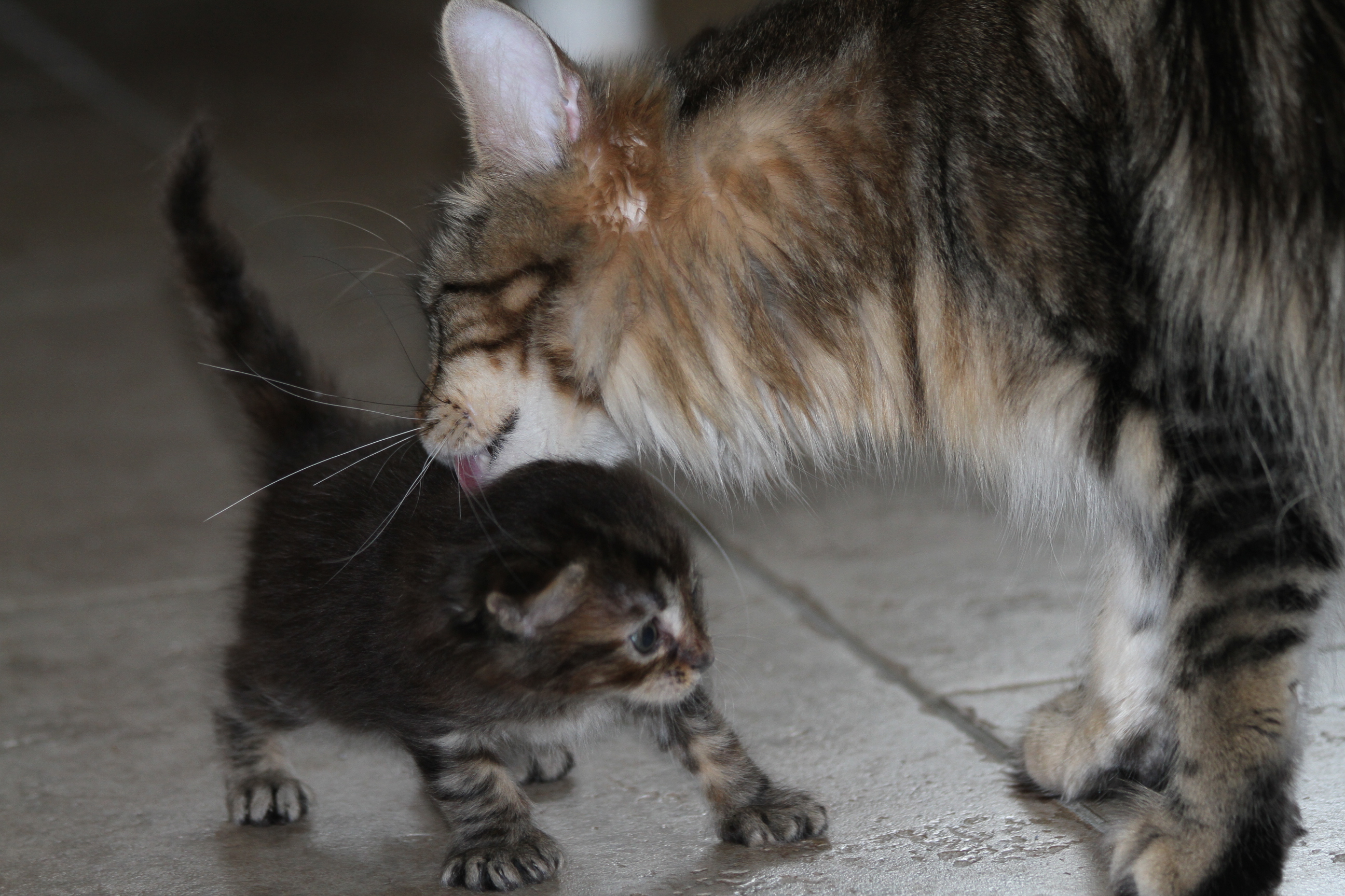 Whispurridge Cattery Maine Coon Picture