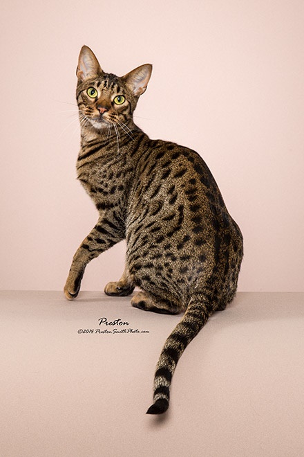 DreamSong Ocicat Picture