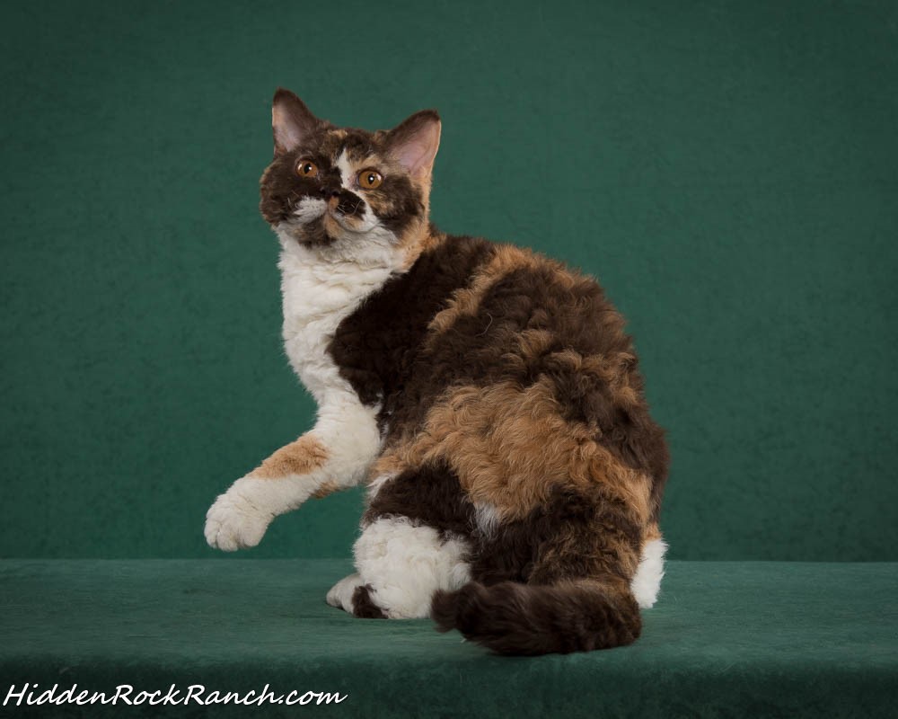 Jadacats Selkirk Rex Picture