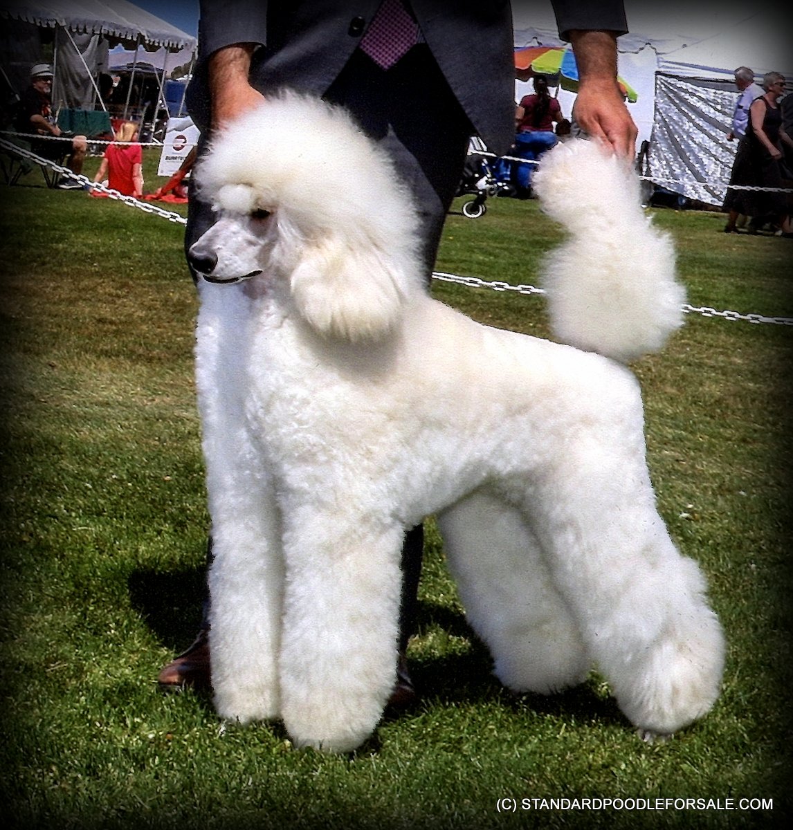 Poodle (Standard) Picture