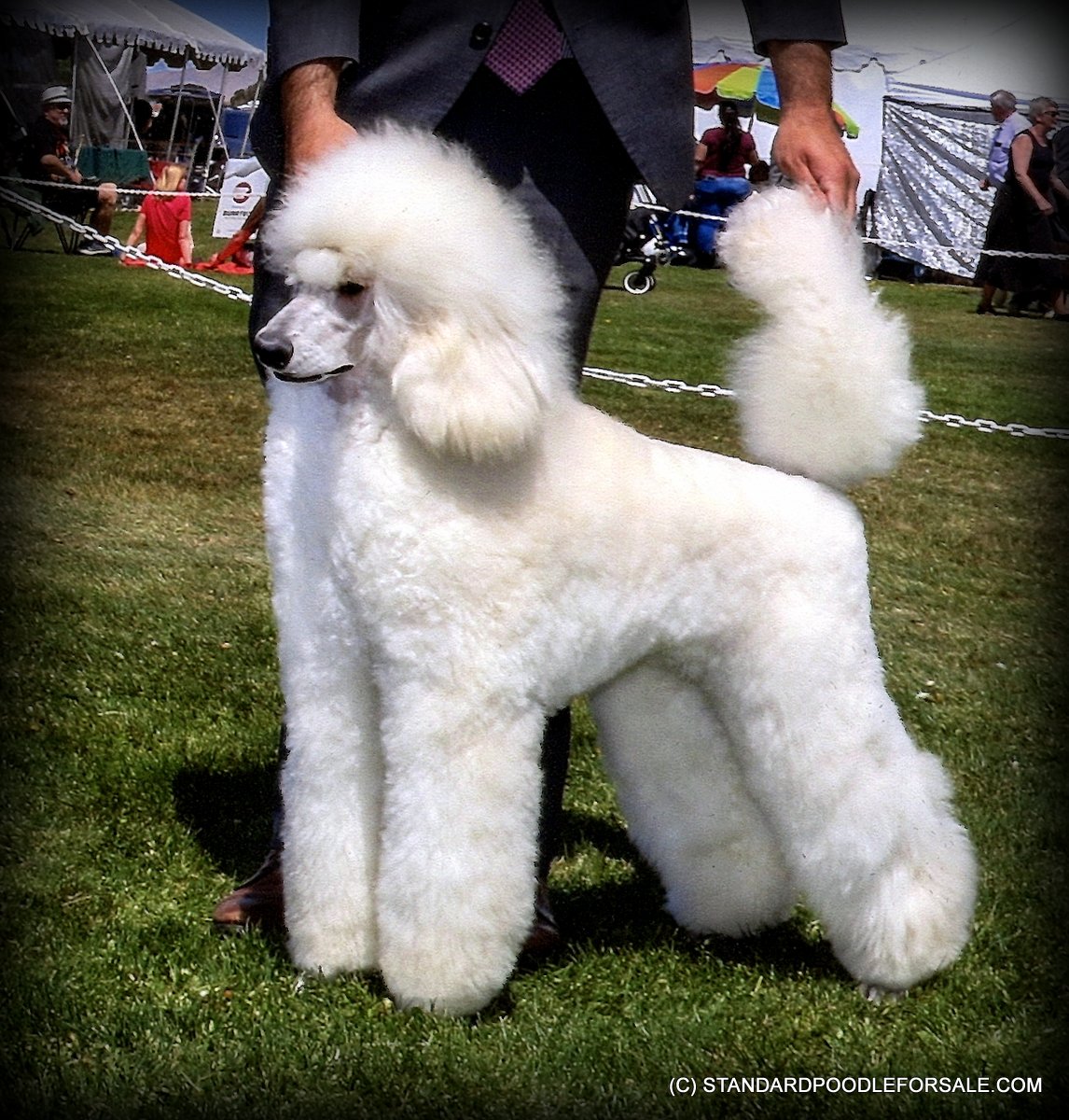 French Standard Poodles Poodle (Standard) Picture