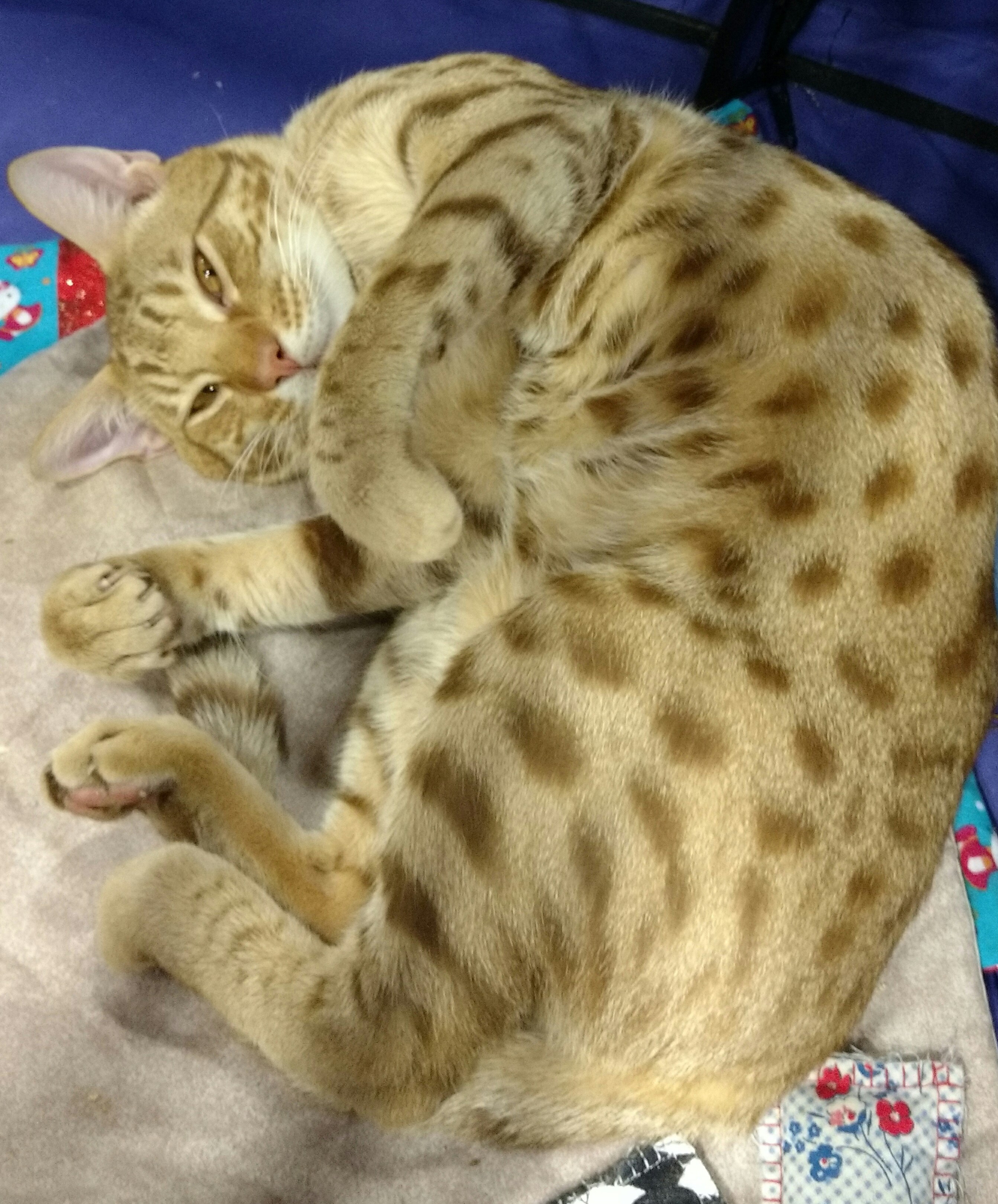 DreamSong Ocicat Picture