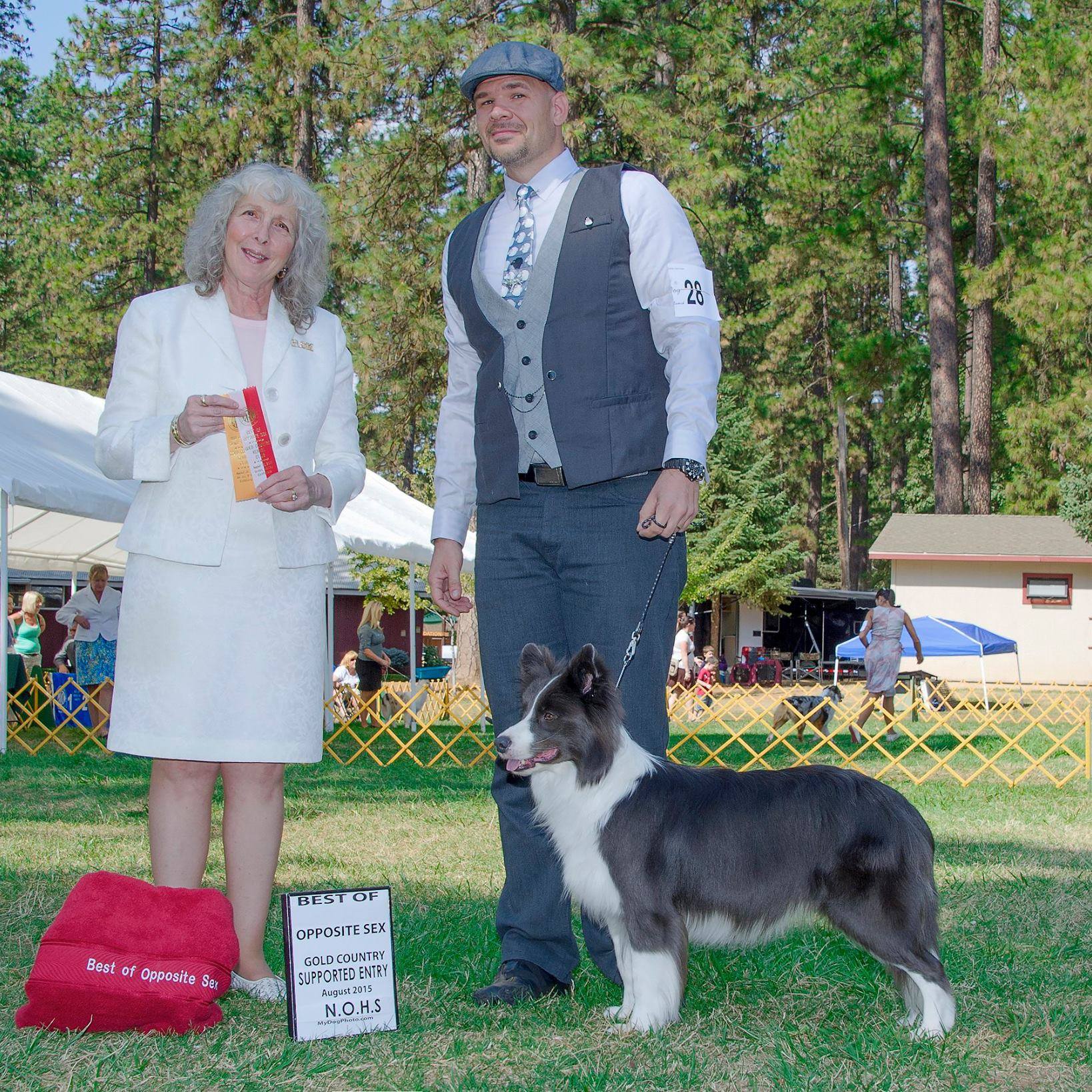 Border Collie Picture