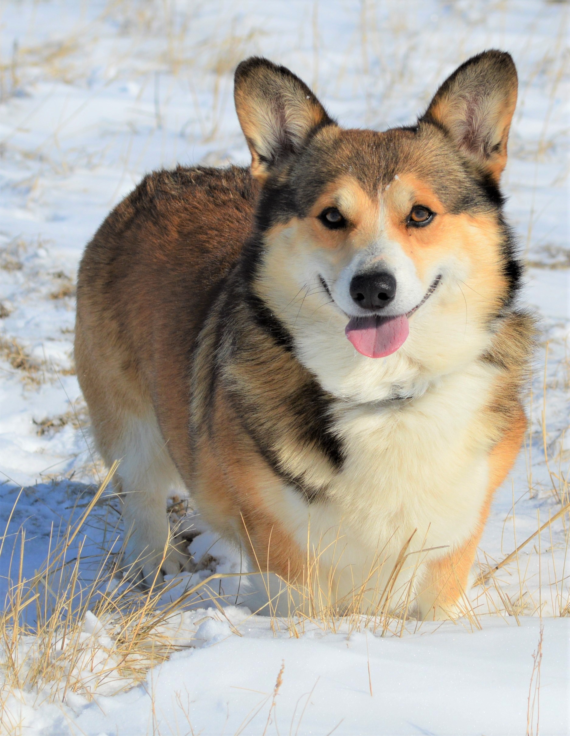 Smiling J Ranch Pembroke Welsh Corgi Picture