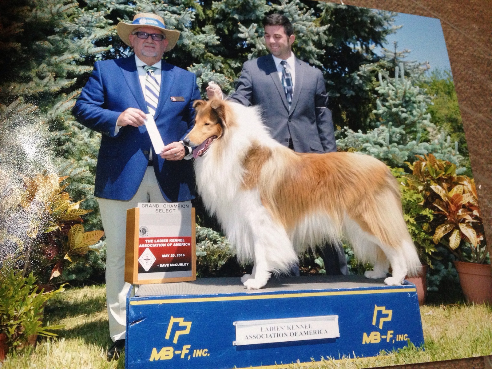 Sanshor Collies Collie Picture