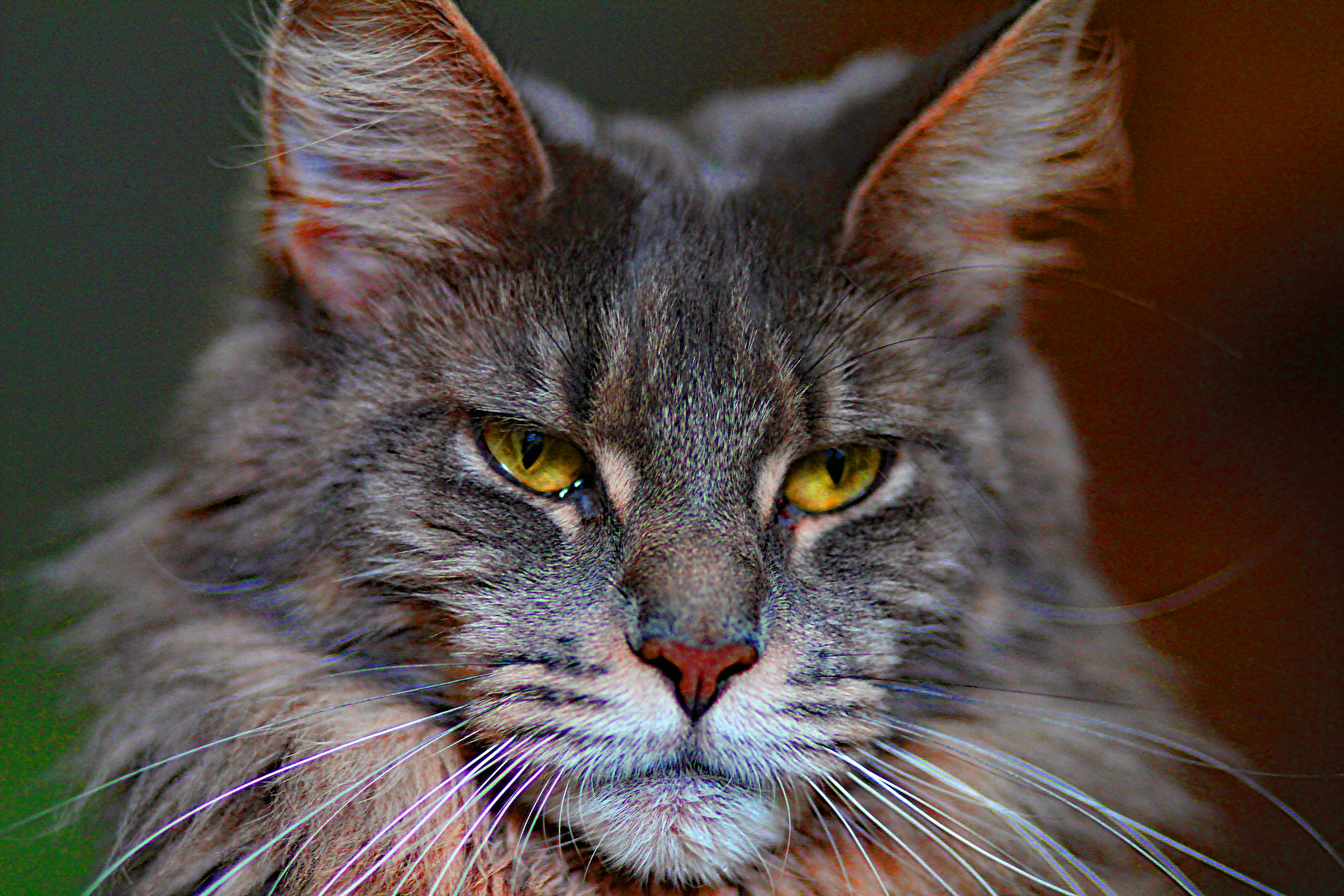 Whispurridge Cattery Maine Coon Picture