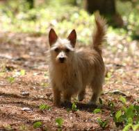 Podengos da Floresta Kennel