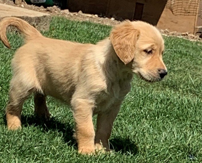 9 golden retrievers puppy\'s FOR SALE text 7207152914