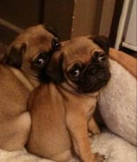 Pugs of Course