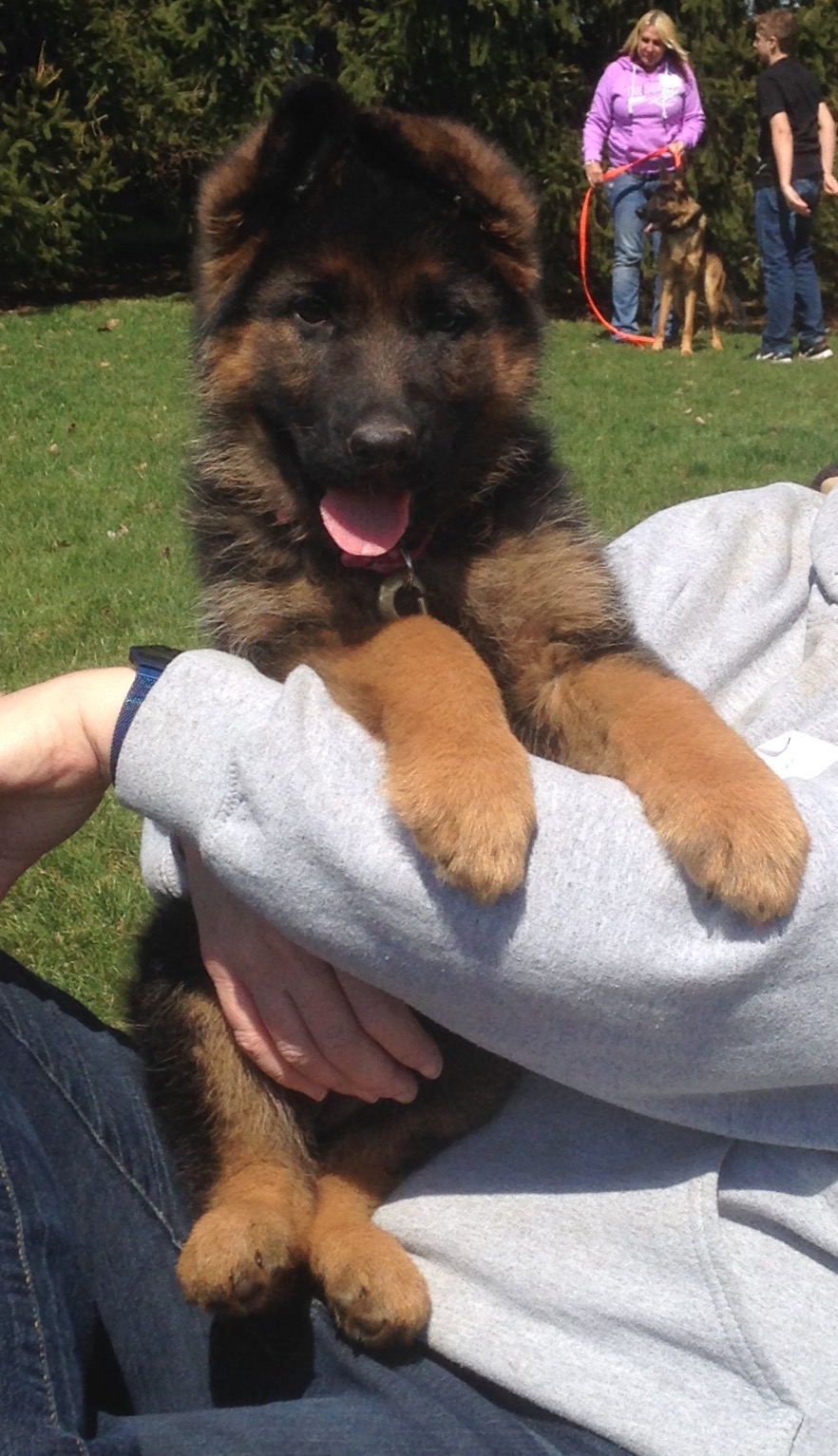 Wisconsin German Shepherd Breeder