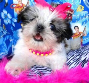 Cute Shih Tzu Puppies Available