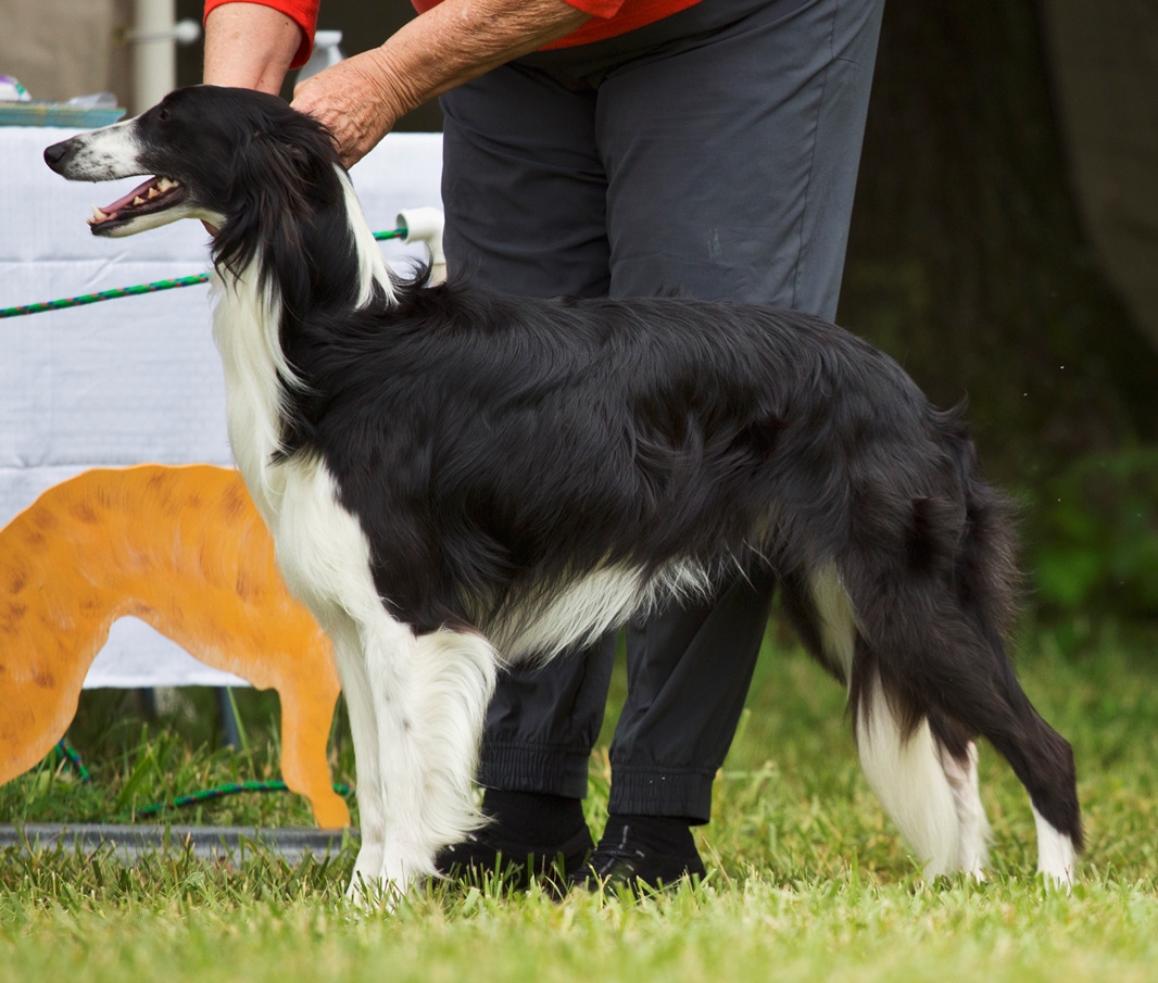 Secret Haven Kennel