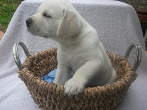 Cute Labrador Retriever puppies for sale