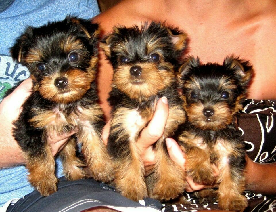 They are purebred Yorkie