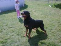 Arnold Family Rottweilers