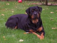 Spayd Rottweilers