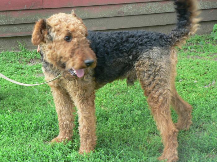 Rozeboom Airedales