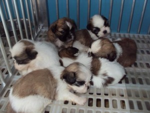 Teacup Shorkie (Shih Tzu/Yorkie) Puppies