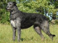 Dhu Mohr Deerhounds