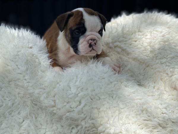 Gorgeous shih tzu puppies