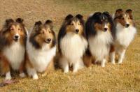 Chailea Shelties