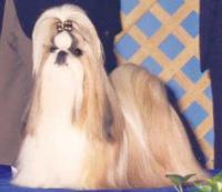 Ming Dynasty Shih Tzu