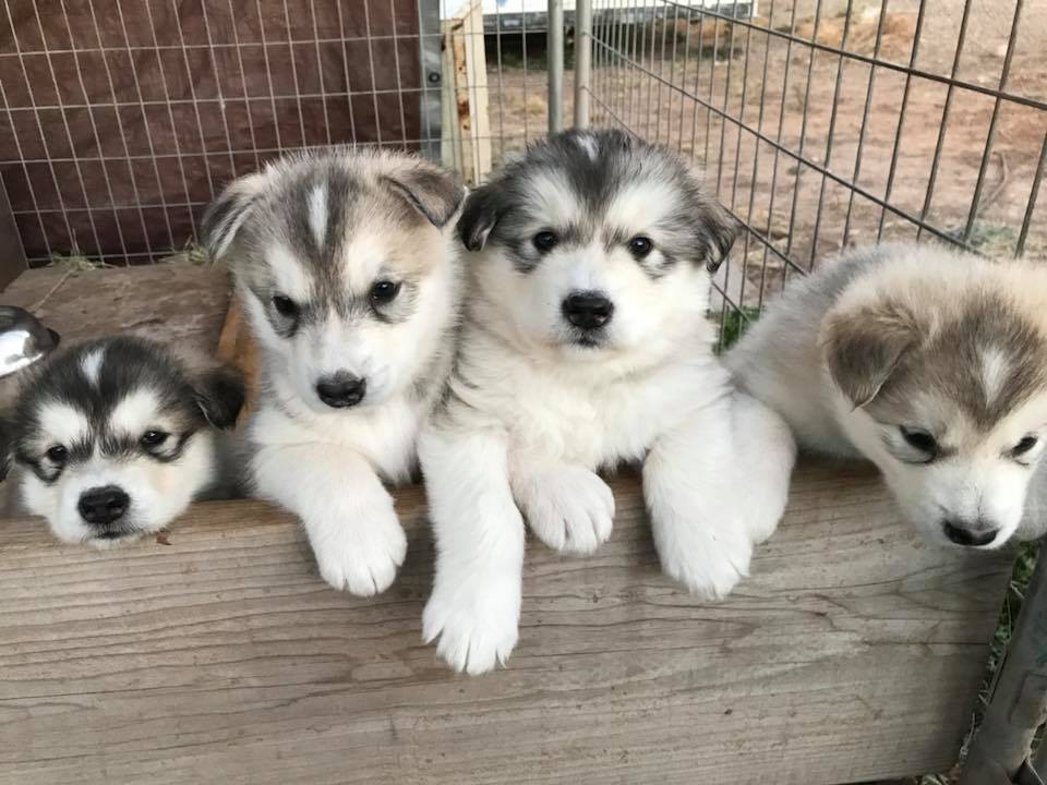 Ghost Dance Alaskan Malamutes