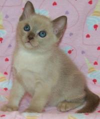 Maytime Tonkinese