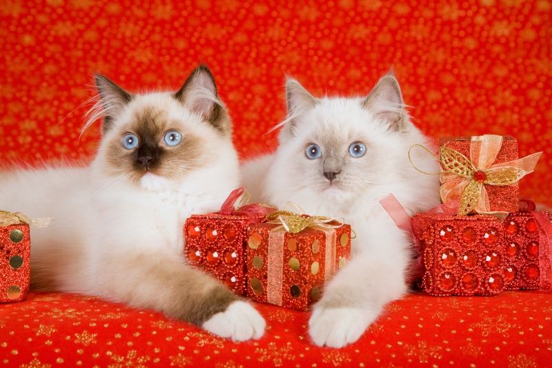 Ragdoll Kittens