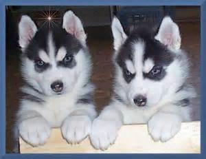 Gorgeous Siberian husky puppies