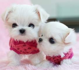 Two Top Class Maltese Puppies Available