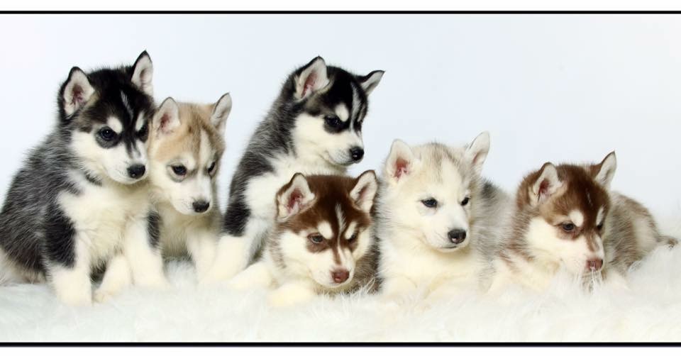 Naketi’s Siberians