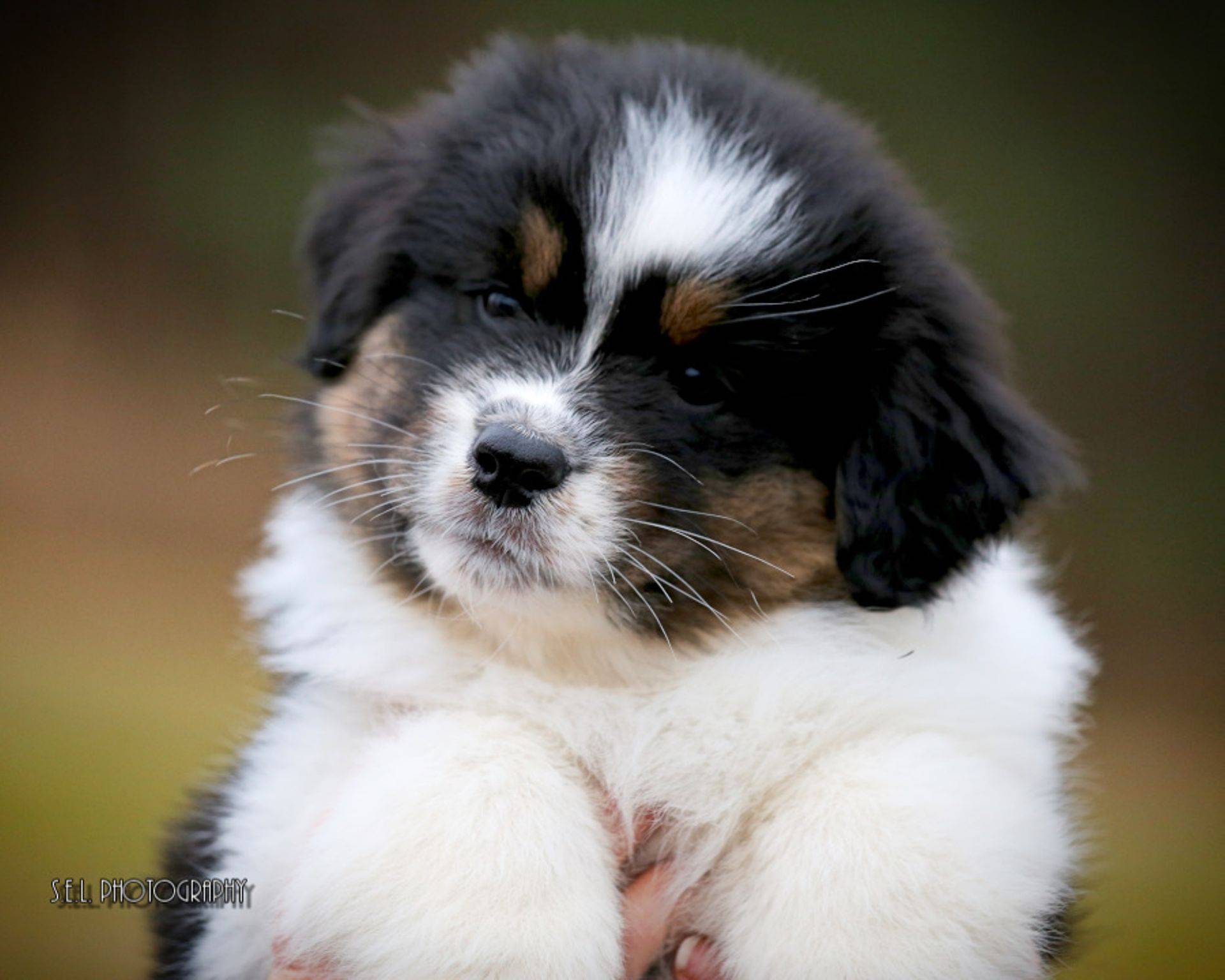 CedarPaws Australian Shepherds