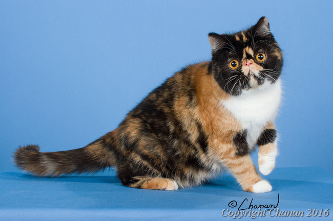 calico exotic shorthair