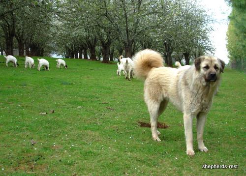 Shepherds Rest Anatolians