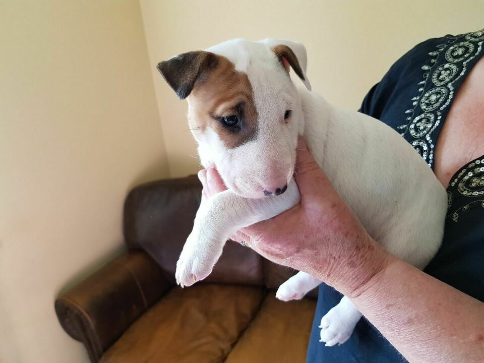 Bull Terrier Pup Available