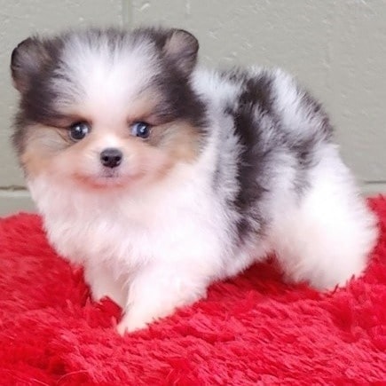 Adorable Pomeranian Puppies for sle