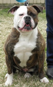 Walker's American Bulldog