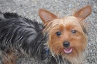 Yorkie Breeder